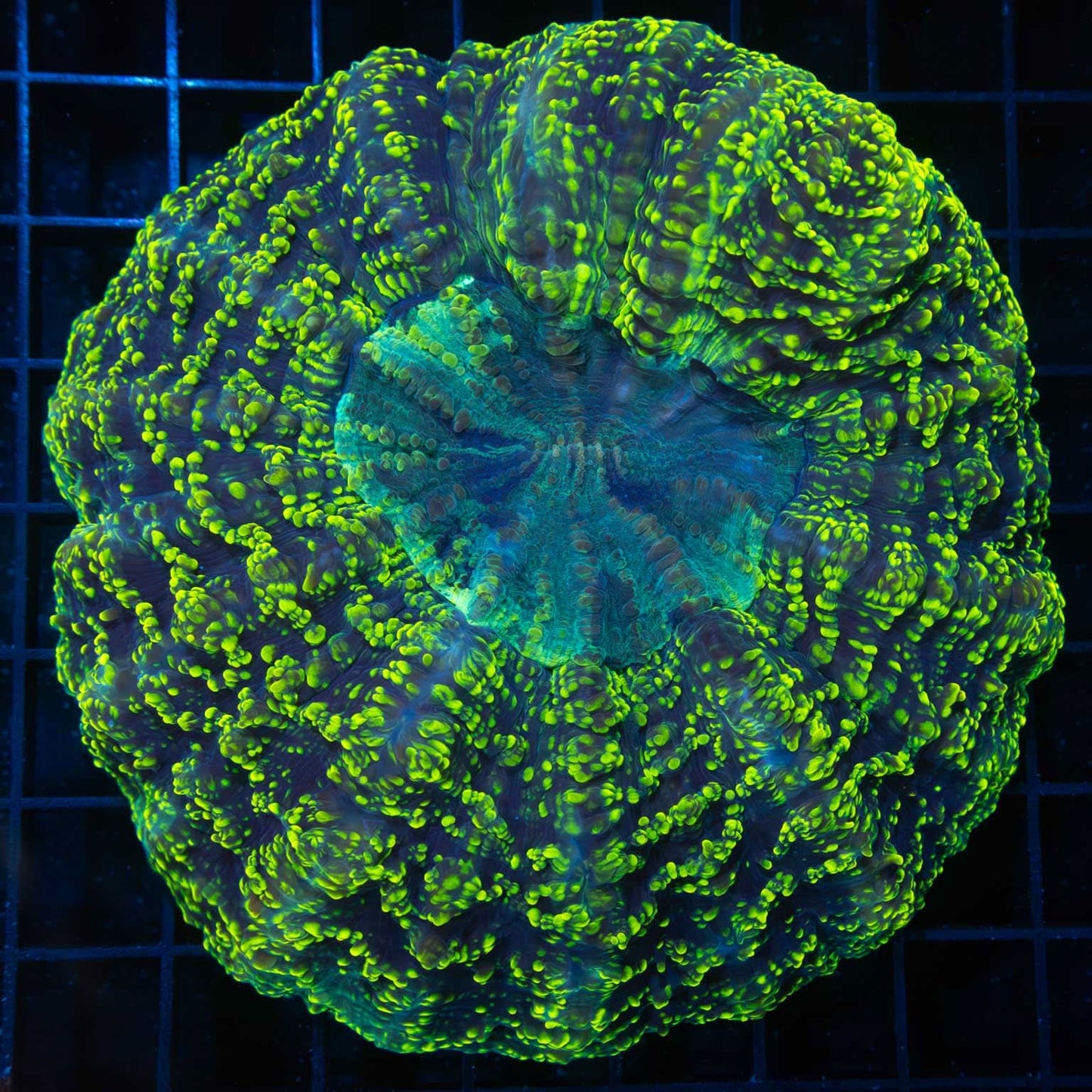 neon yellow acanthophyllia