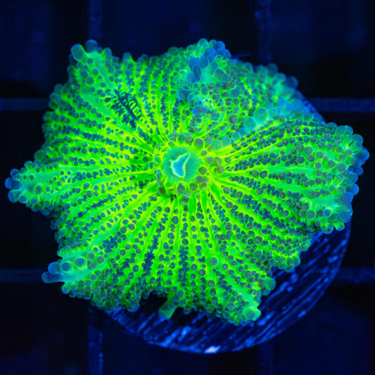 Neon Green Yuma Mushroom