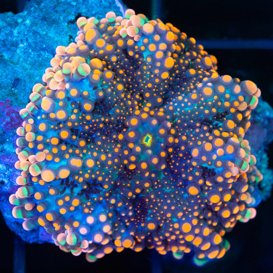 Orange Blue Teal Yellow Yuma