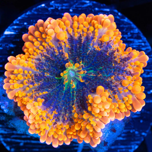 Orange Green Blue Yuma Mushroom