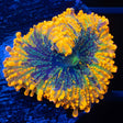 Yuma Mushroom Coral