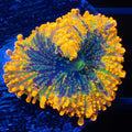 Yuma Mushroom 3