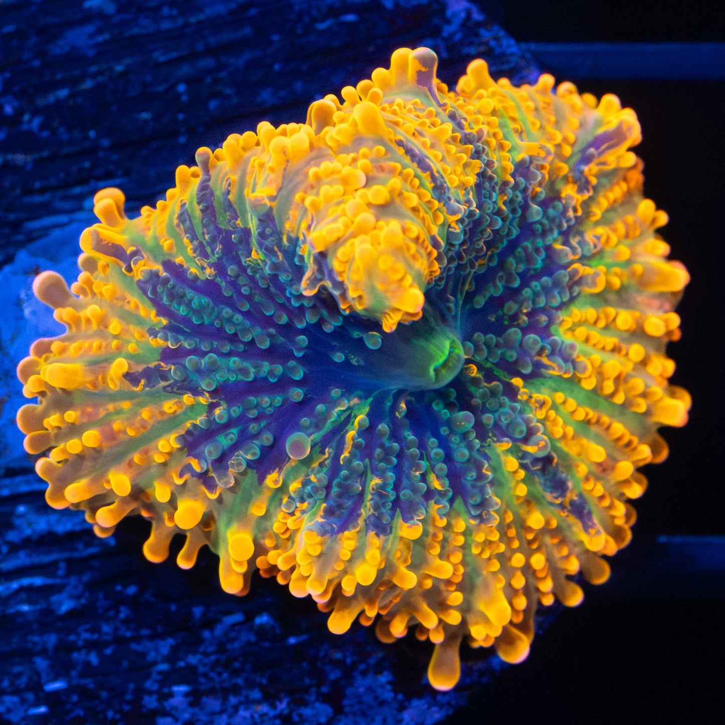 Yuma Mushroom Coral