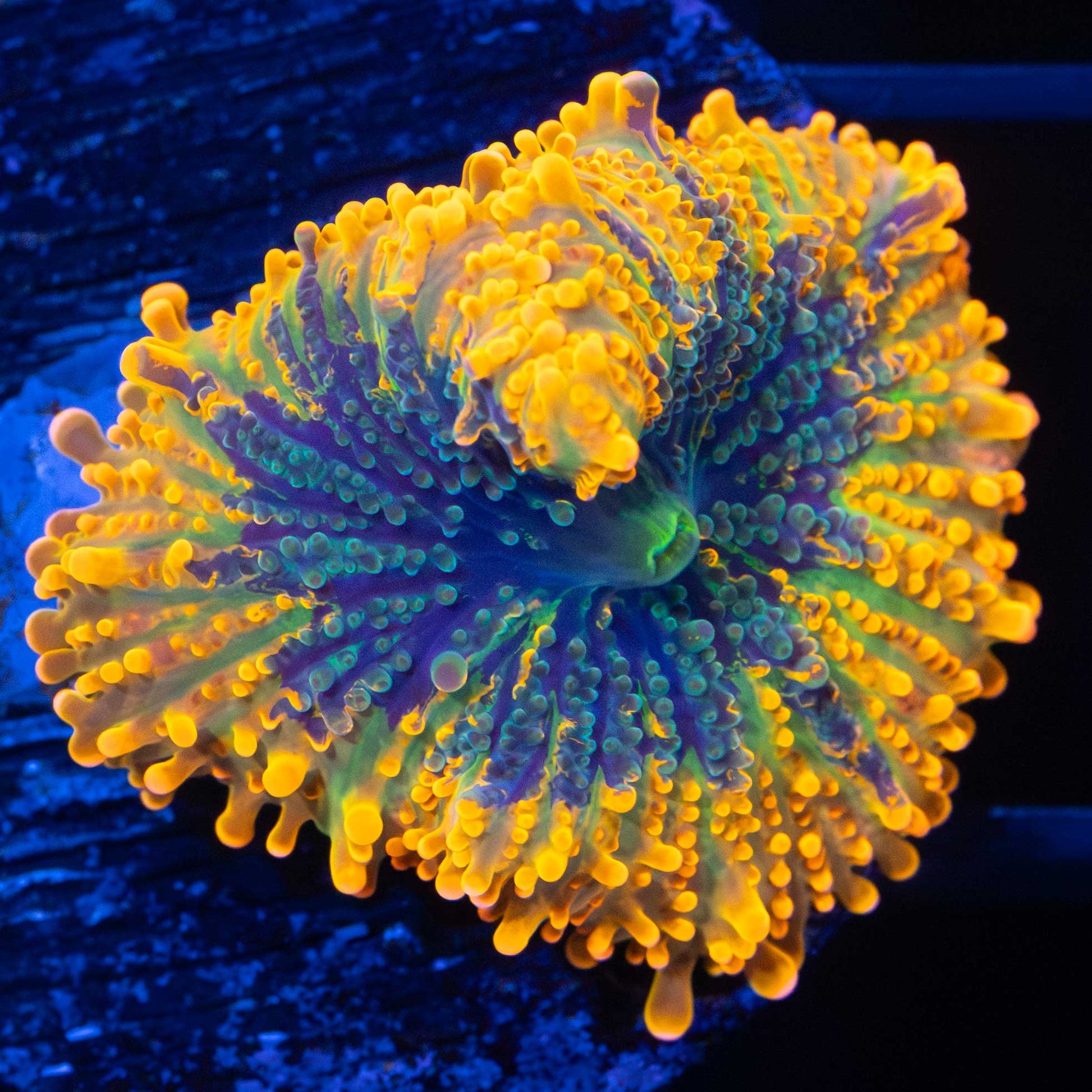 Yuma Mushroom Coral