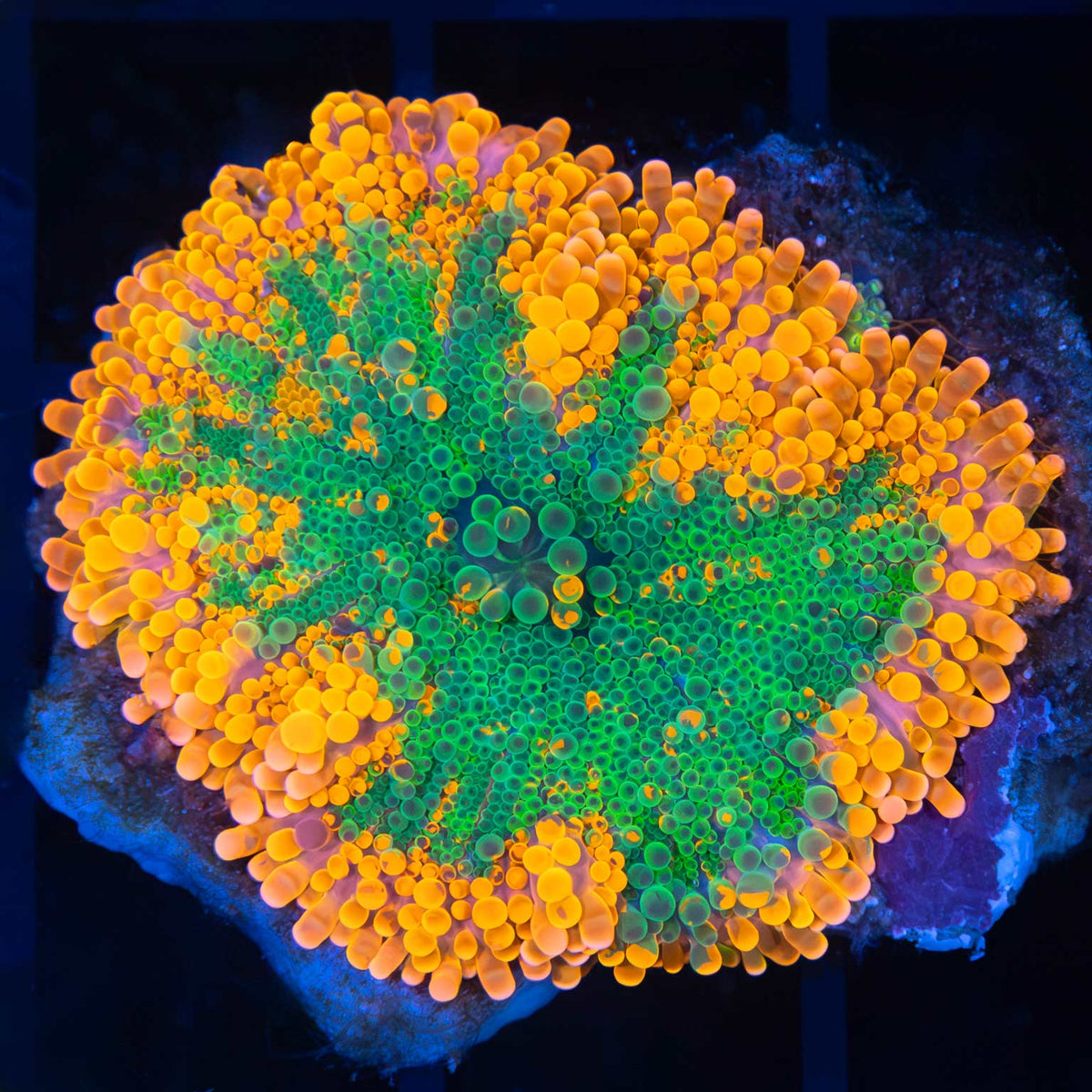 Large 4 Color Yuma Mushroom – Lucky Corals