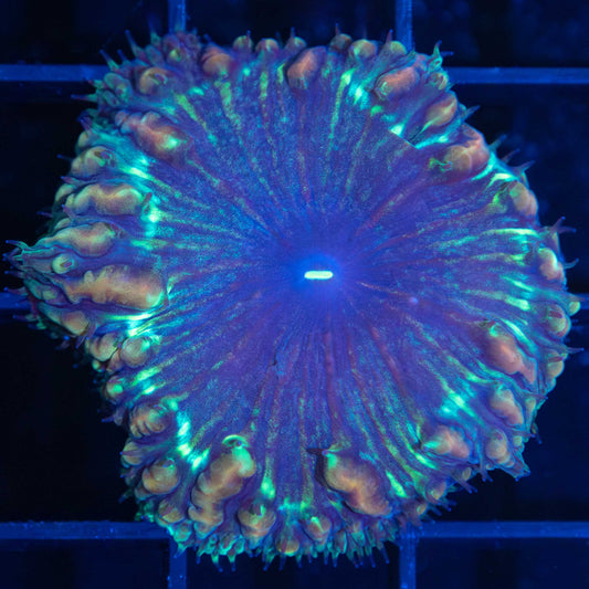 Neptune Blasto Vivida (Rare)