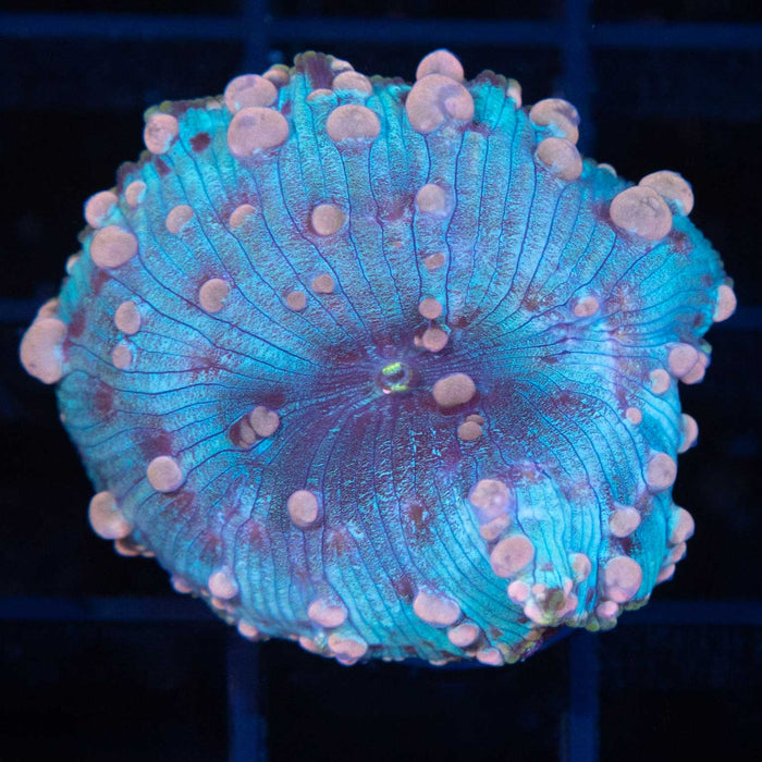 Neptune Bounce