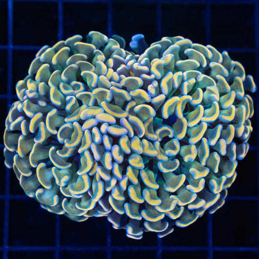 Rainbow Gold Stem Hammer Coral 3"