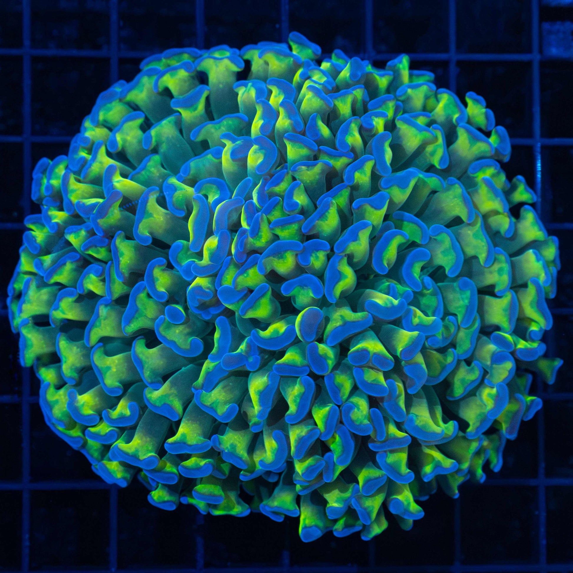 Blue Tip Green Hammer 4.25"