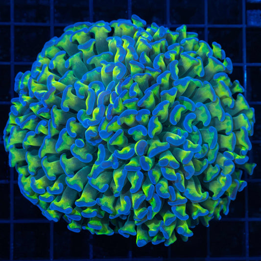 Blue Tip Green Hammer 4.25"