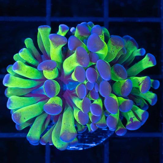 4 Color Branching Hammer Coral (Tank Grown)