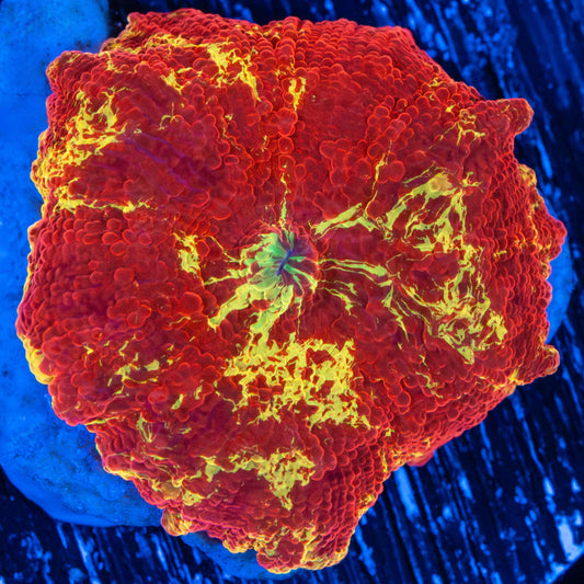 Jawbreaker Mushroom (Very Red)