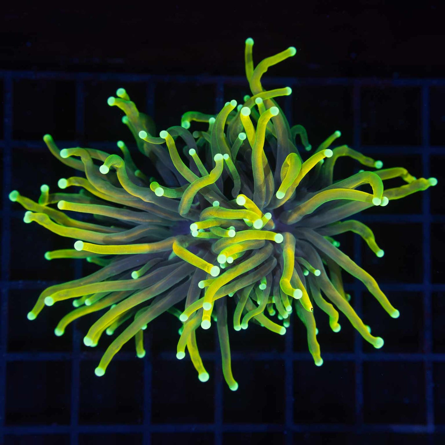 2 Heads Indo Gold Green Torch Coral 4"