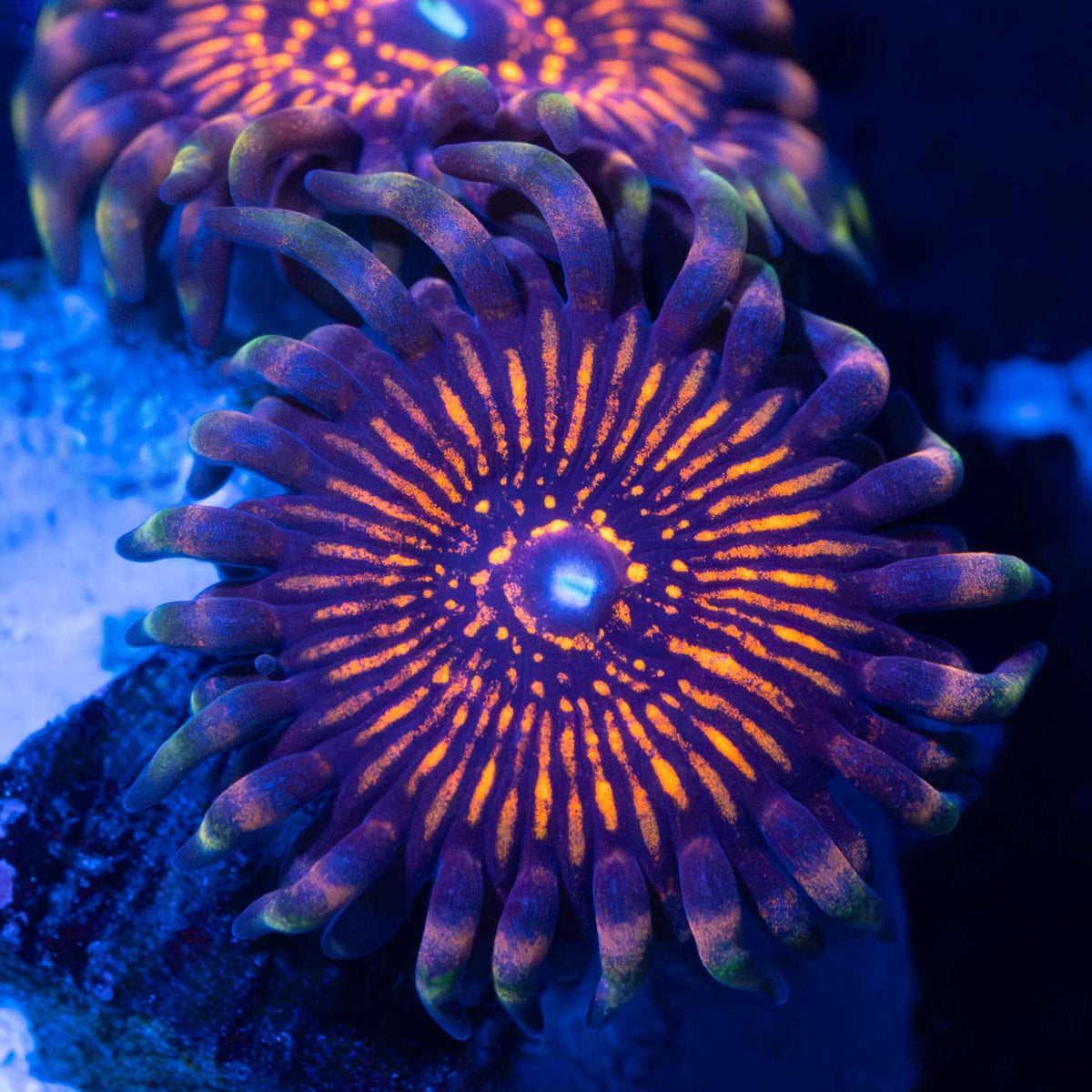 Nightcrawler Zoanthid zoanthid under blue aquarium lighting