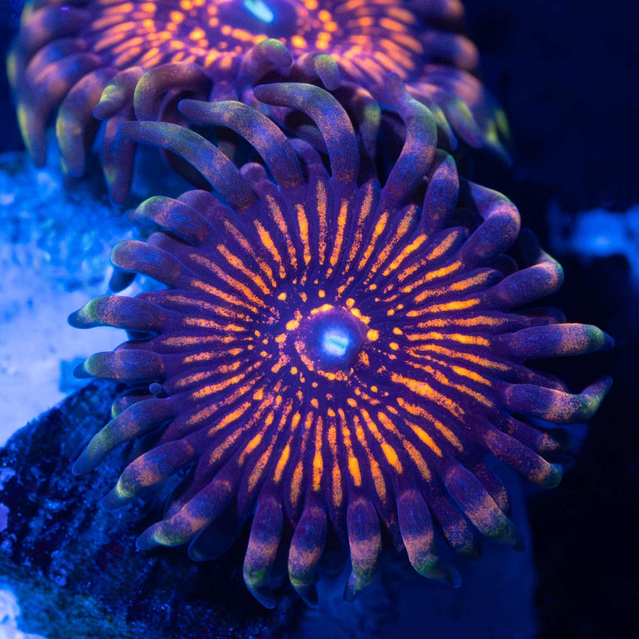 Nightcrawler Zoanthid