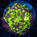 Northern Lights Mushroom Coral