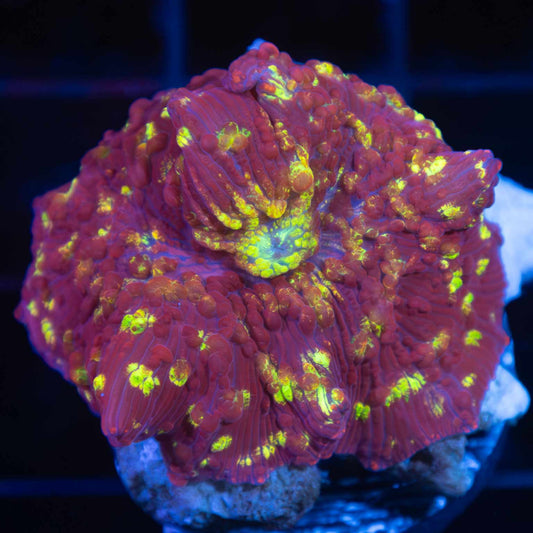 Northern Lights Mushroom Coral