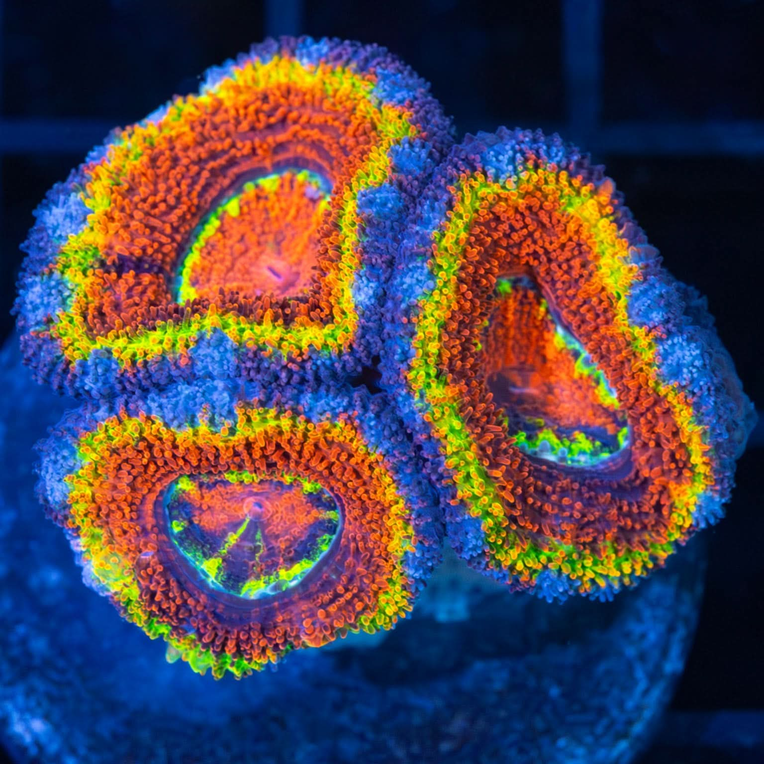 Northern Lights Acan (Big Polyps, Bright!)