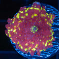 Northern Lights Mushroom Coral
