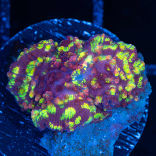 Northern Lights Mushroom Coral