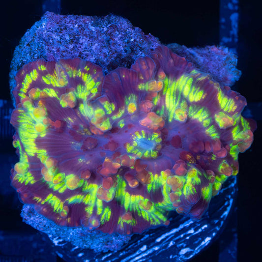 Northern Lights Mushroom Coral