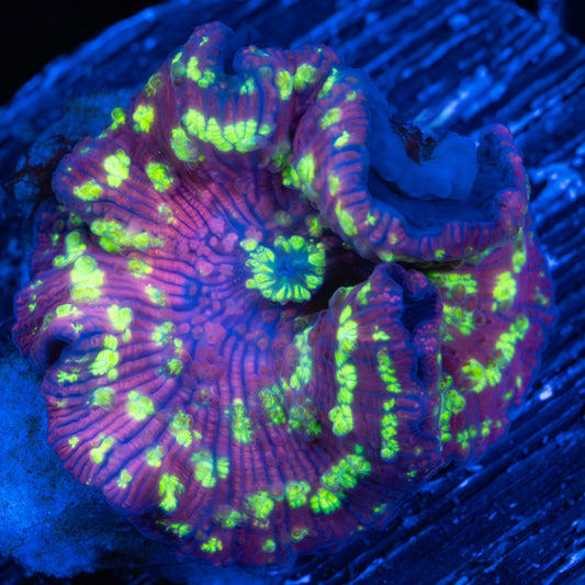 Northern Lights Mushroom Coral