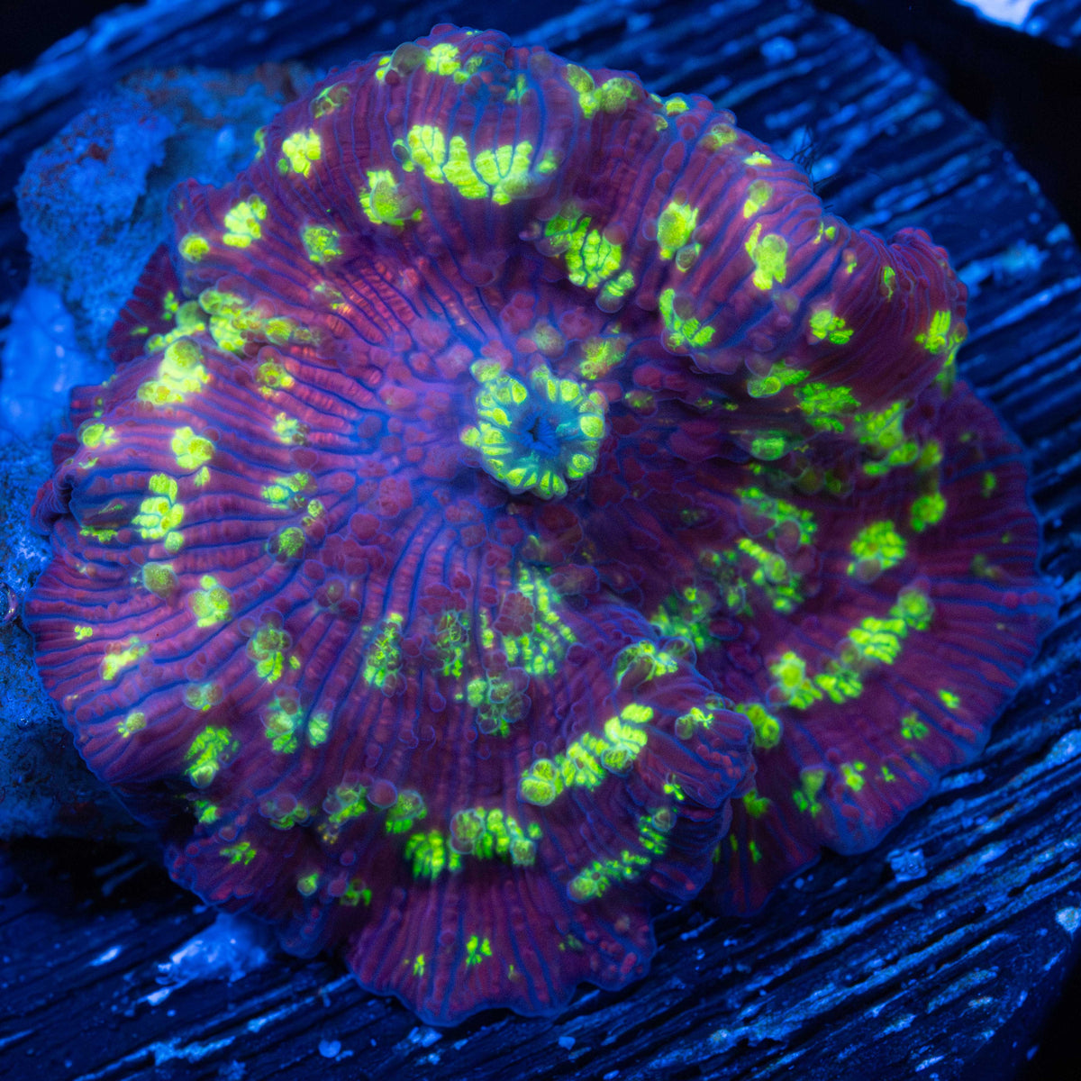 Northern Lights Mushroom Coral