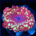 Northern Lights Mushroom Coral