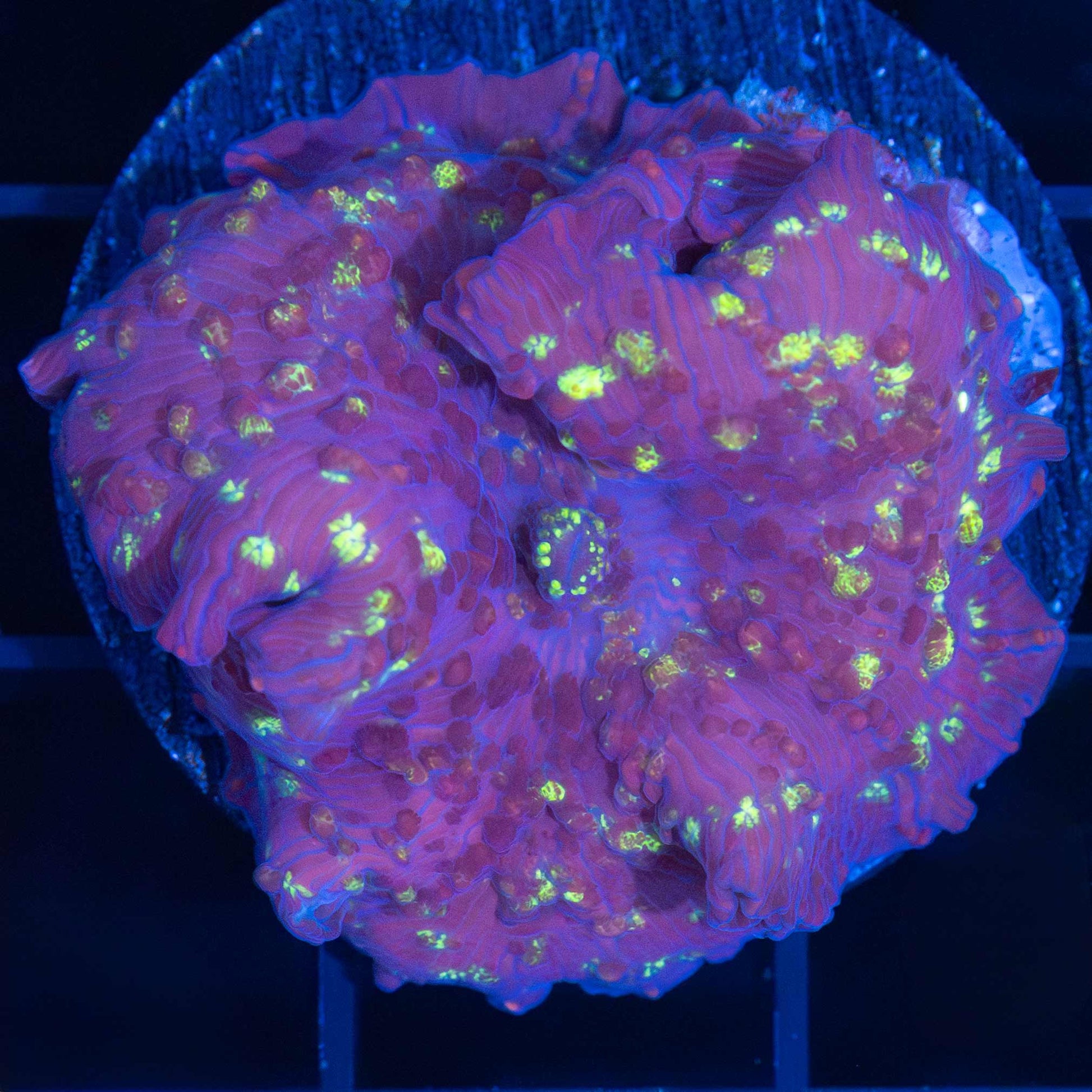 XL Northern Lights Mushroom Coral