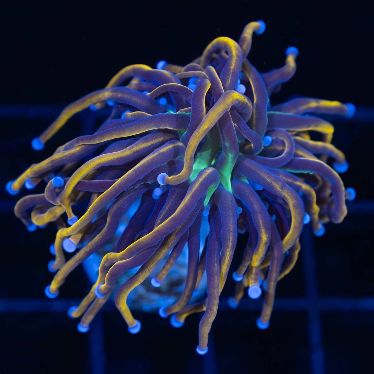 NY Knicks Torch Coral