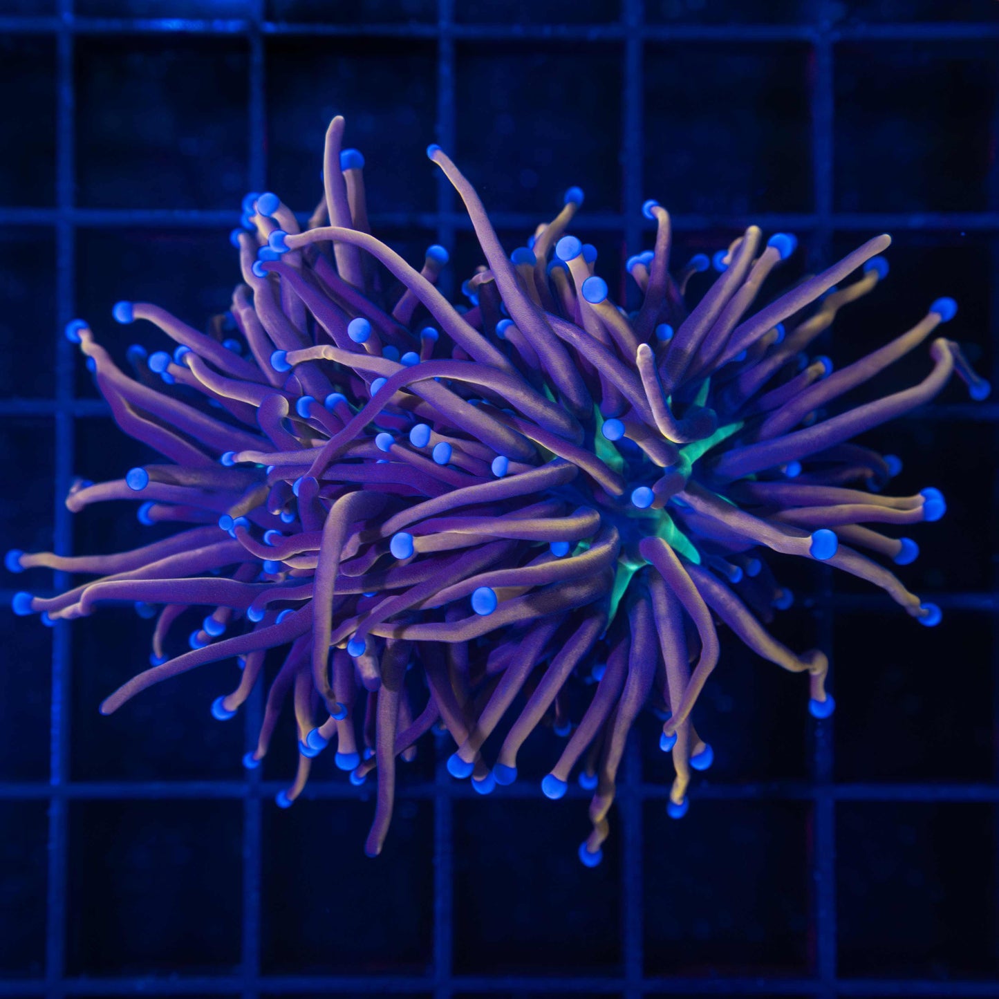 NY Knicks Torch Coral