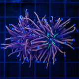 NY Knicks Torch Coral