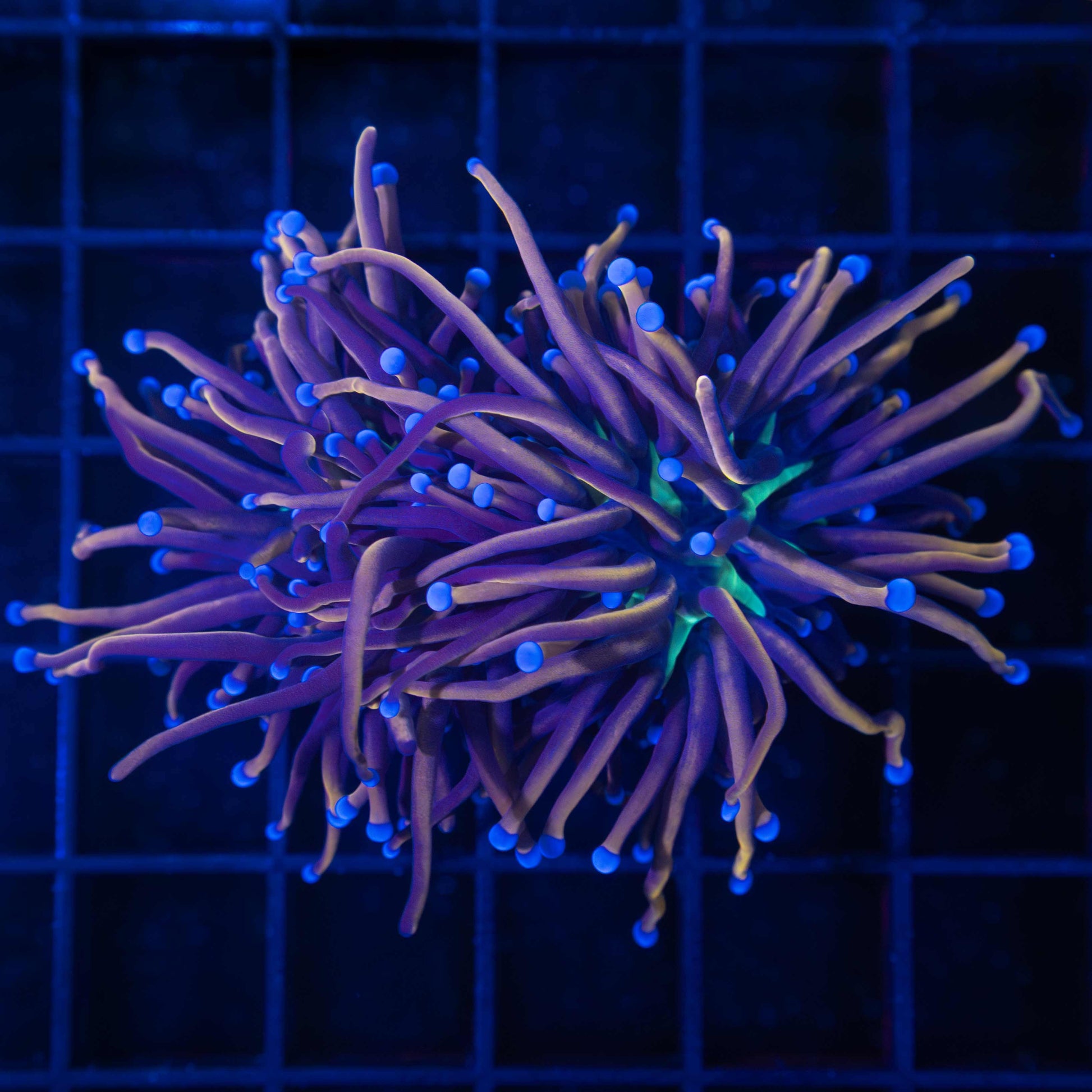 NY Knicks Torch Coral