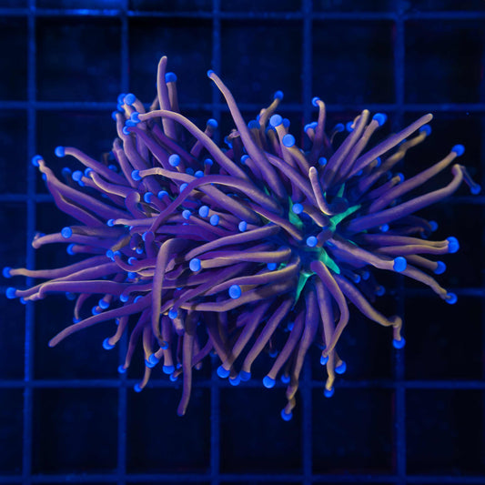 NY Knicks Torch Coral