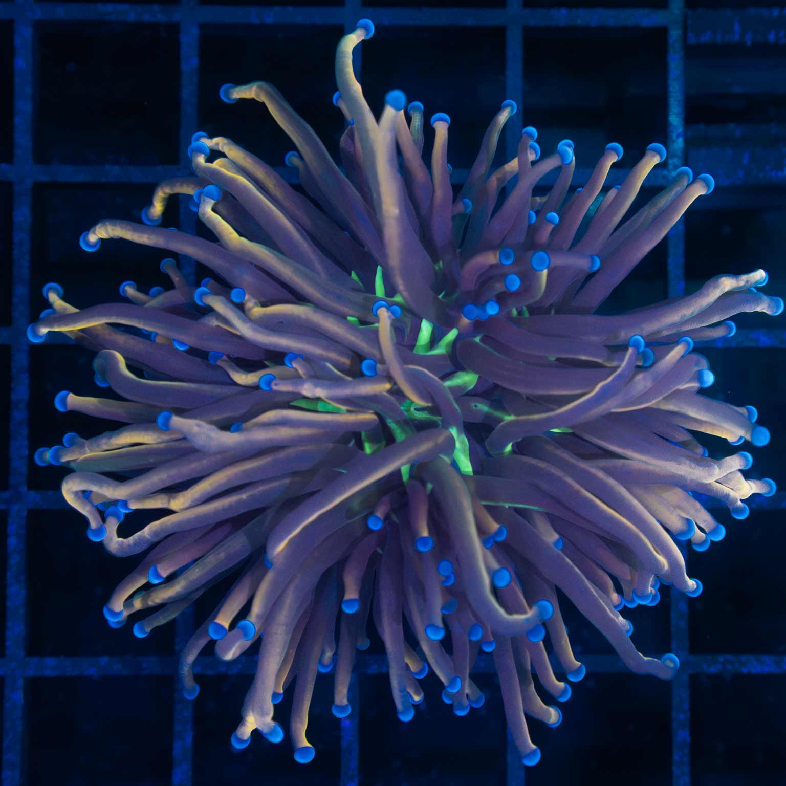 NY Knicks Torch Coral