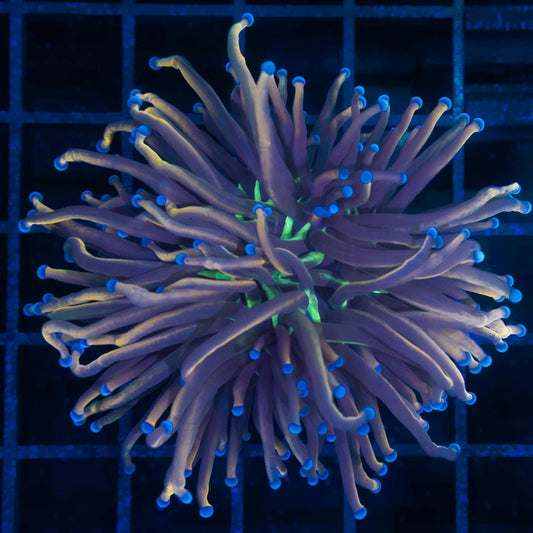 NY Knicks Torch Coral