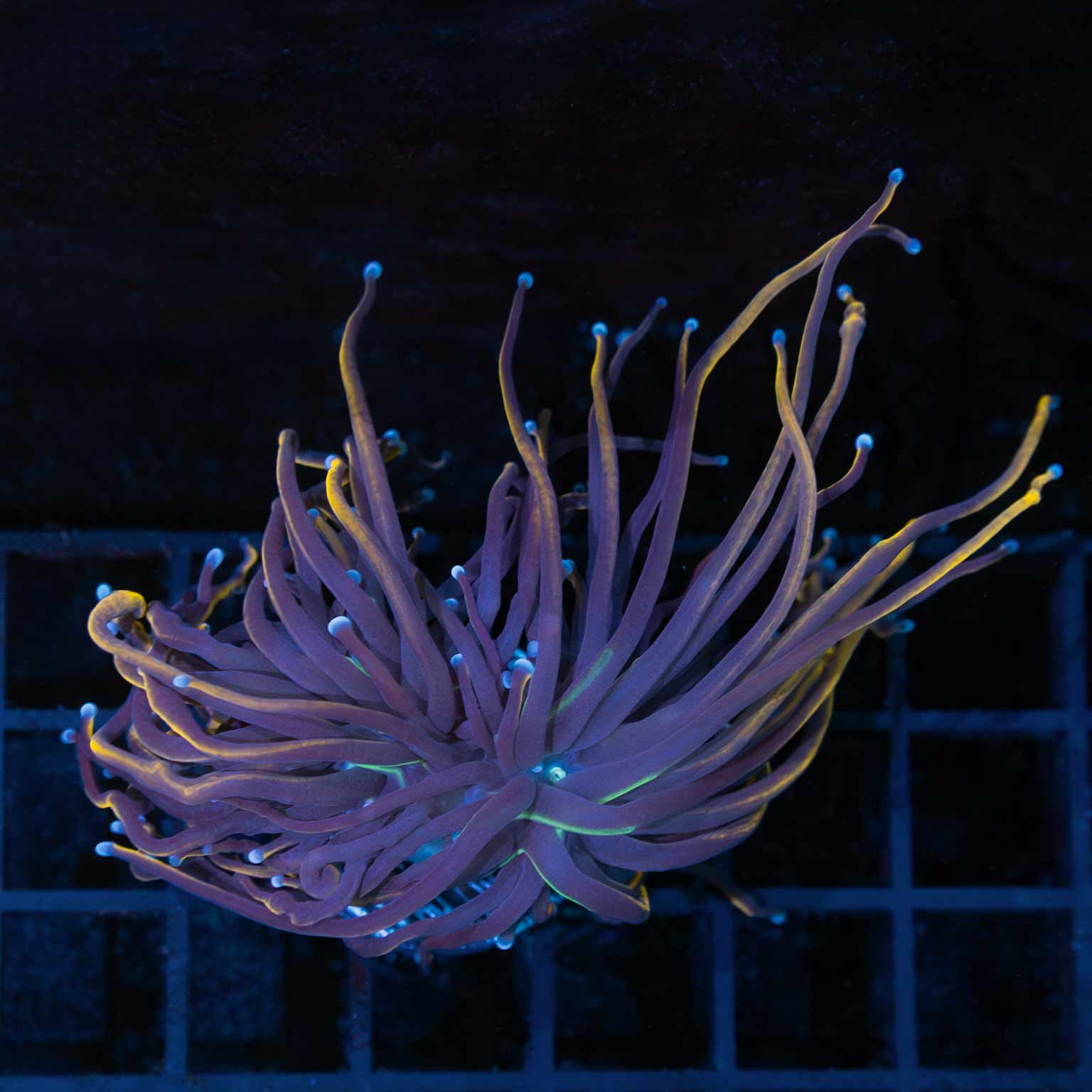 Long Tentacle NY Knicks Torch Coral