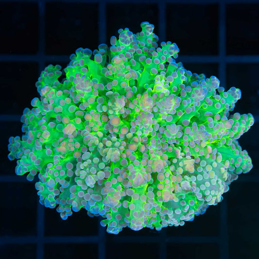 Rainbow Grafted Branching Octospawn (Wow!)