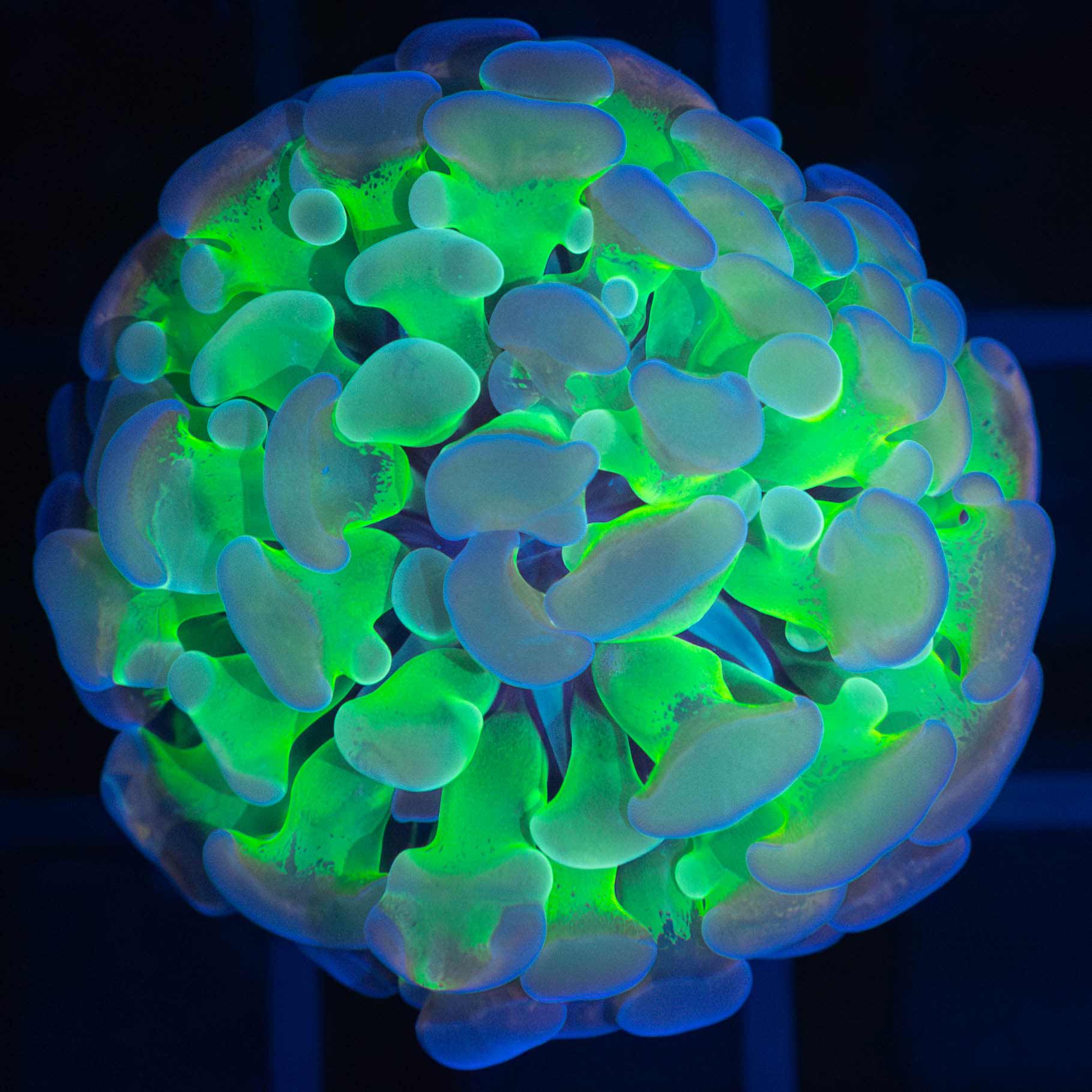 Unusual 4 Color Branching Hammer