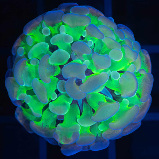 Unusual 4 Color Branching Hammer