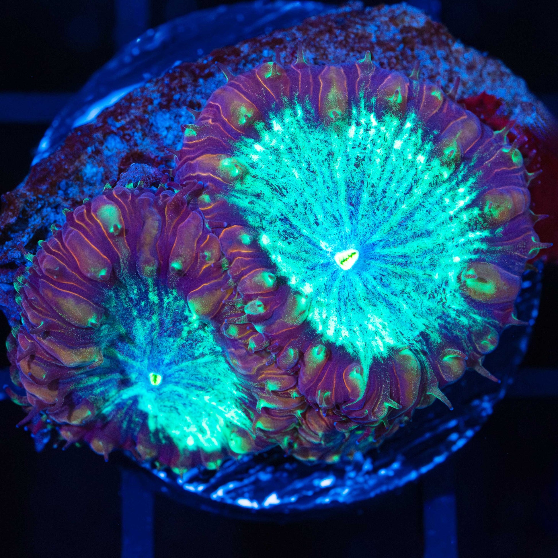 Unique Blasto (3 Polyps)