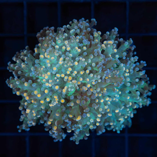 Unique Branching Frogspawn