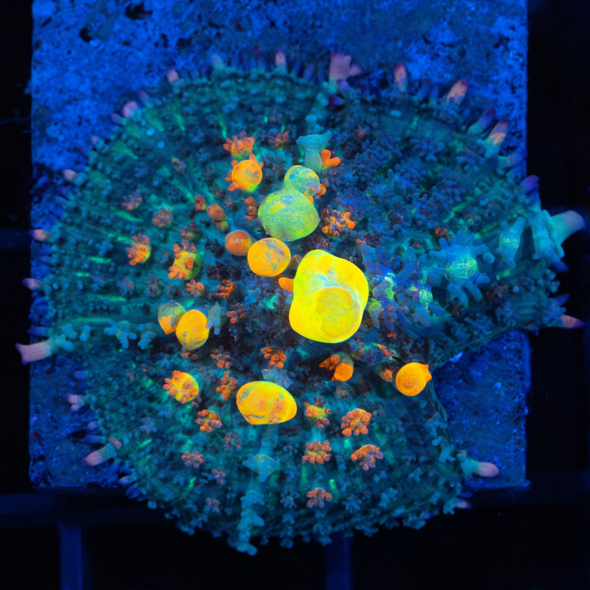 OG Bounce Mushroom Coral
