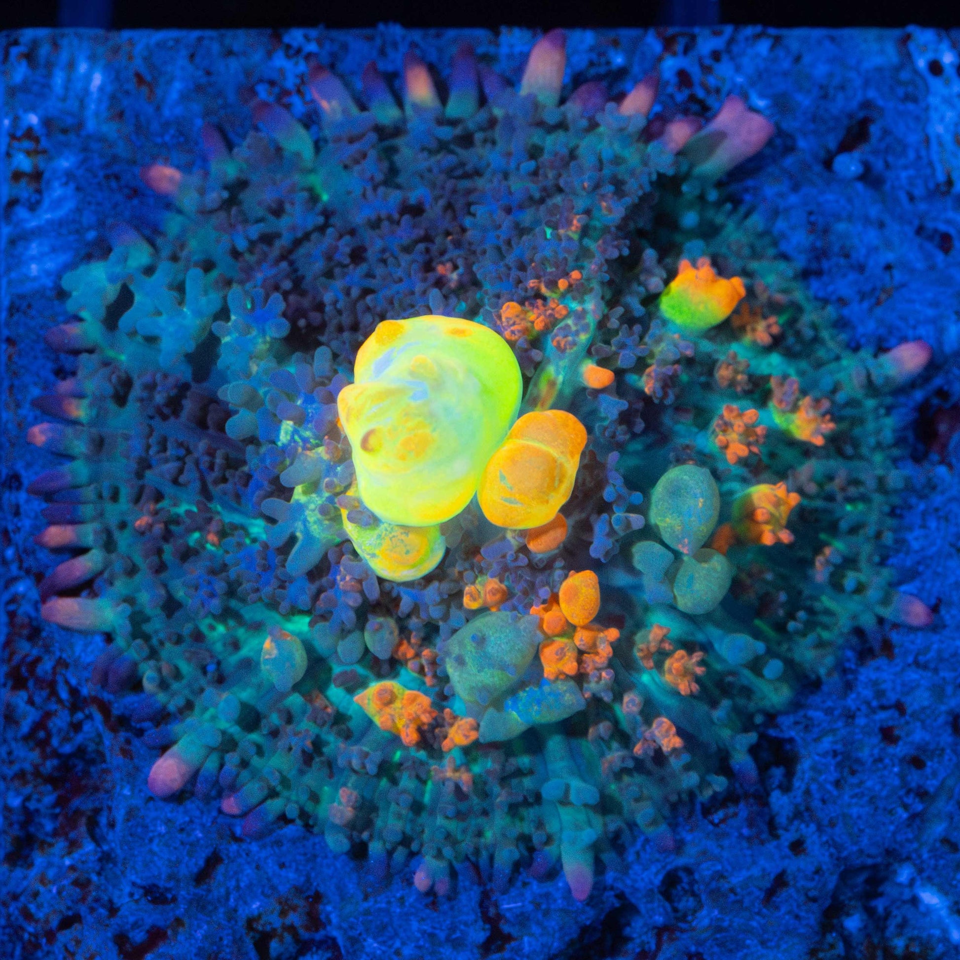 OG Bounce Mushroom