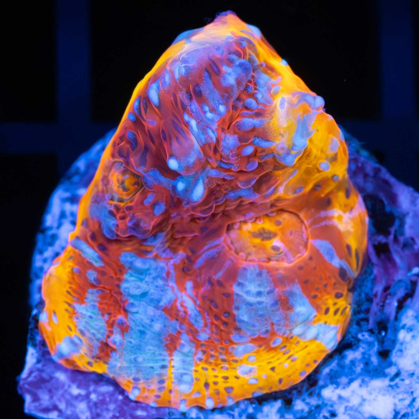 OG Flamethrower Chalice Coral
