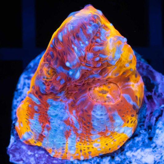 OG Flamethrower Chalice Coral