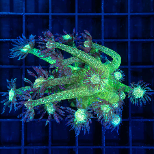 Tank Grown Glitter Bomb Goni Large Frag