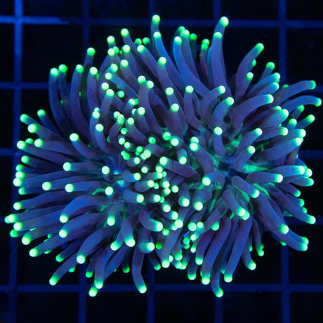 Og joker torch coral