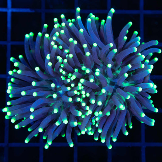 2 Heads OG Joker Torch Coral