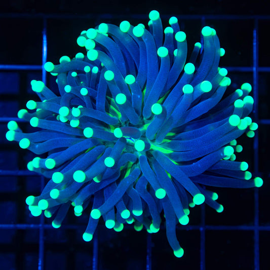 OG Joker Torch Coral 3"